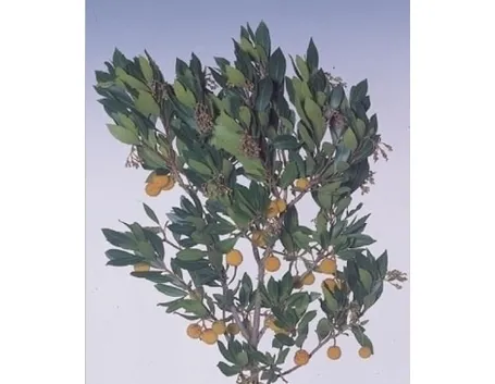 Potatura del corbezzolo