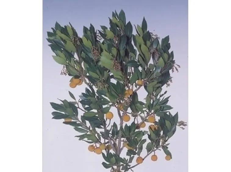 Potatura del corbezzolo