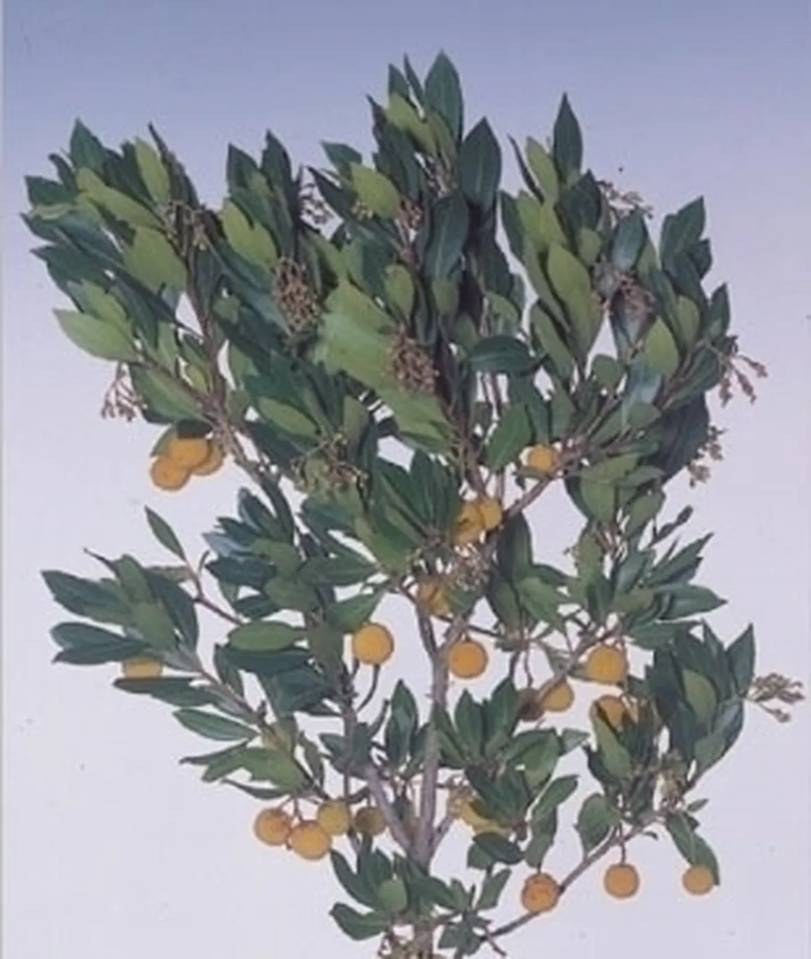 Potatura del corbezzolo