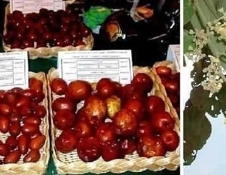 Propagazione del giuggiolo
