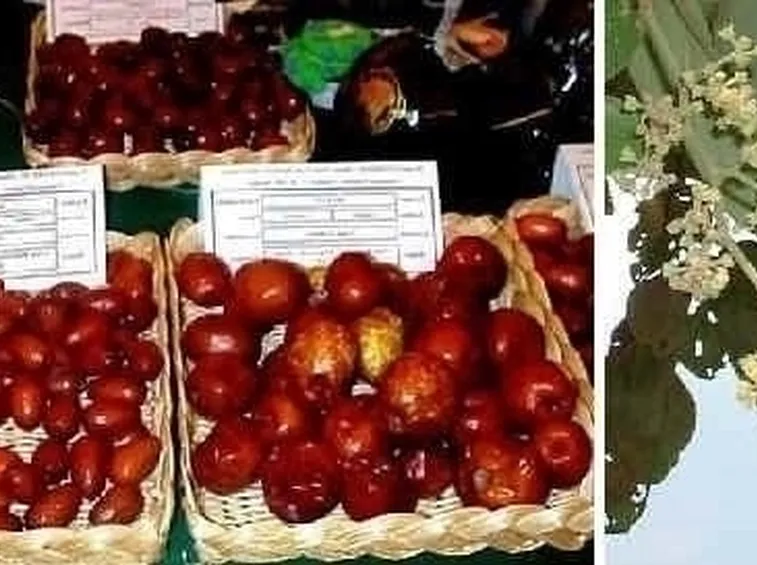 Propagazione del giuggiolo