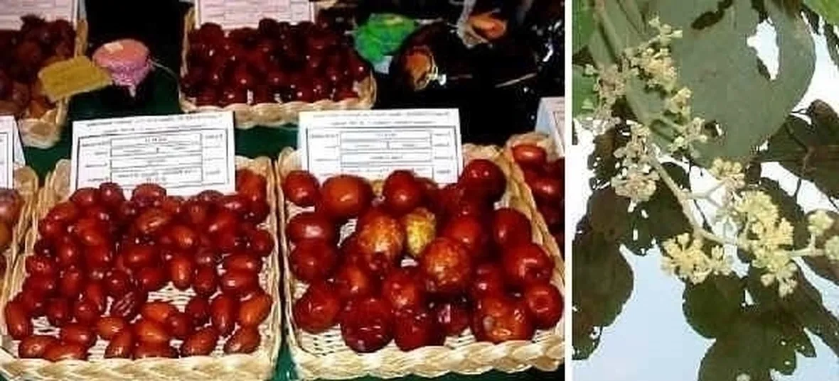 Propagazione del giuggiolo