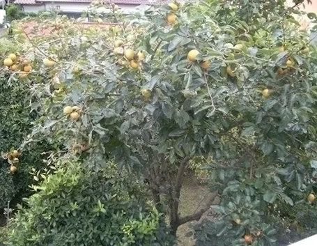 Raccolta e conservazione kaki