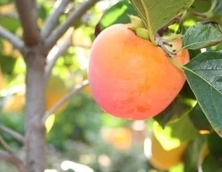 Risposta: i frutti del diospyros kaki