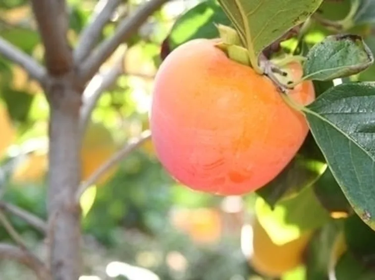 Risposta: i frutti del diospyros kaki