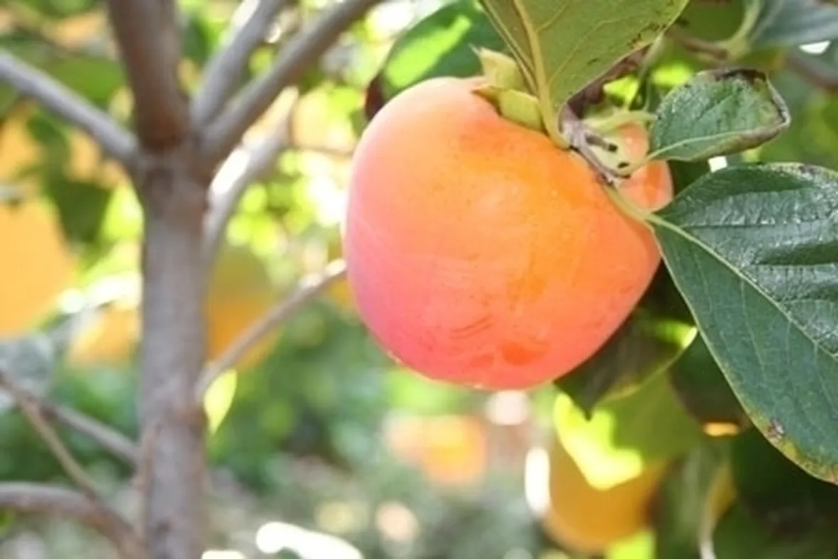 Risposta: i frutti del diospyros kaki