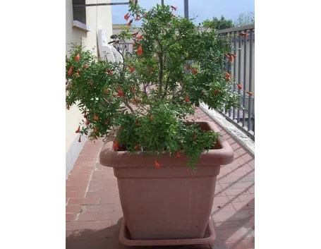Risposta : Melograno perde i fiori e non fa frutti