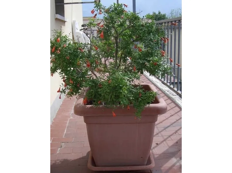 Risposta : Melograno perde i fiori e non fa frutti