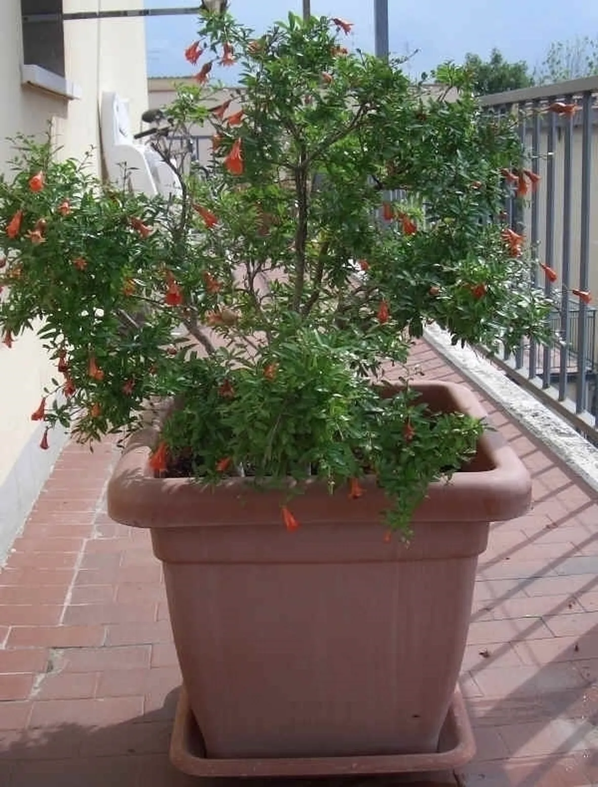 Risposta : Melograno perde i fiori e non fa frutti
