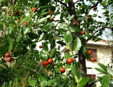 Storia del giuggiolo