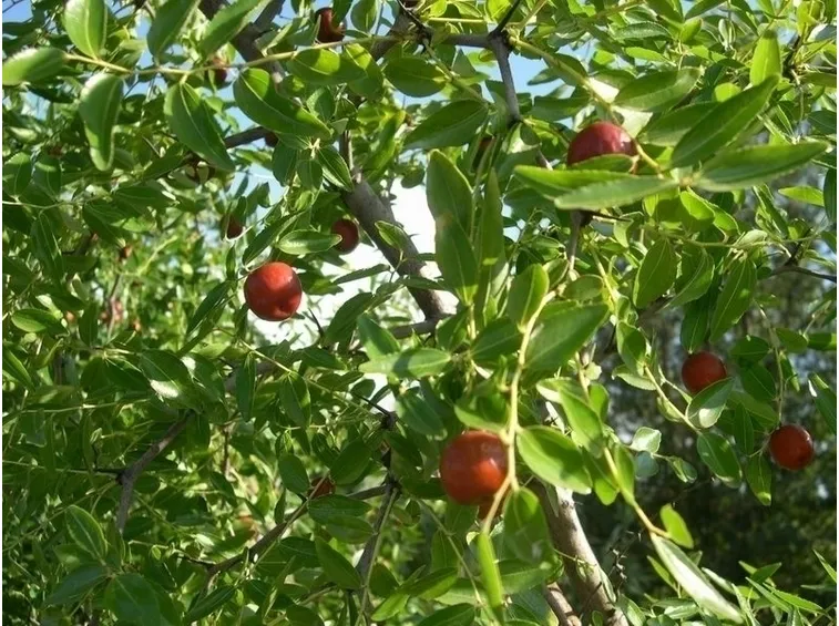 Terreno giuggiolo