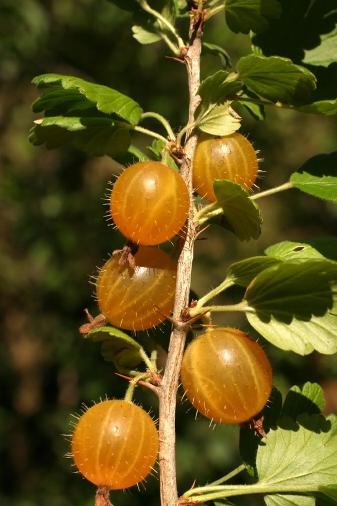 Caratteristiche generali dell'uva spina