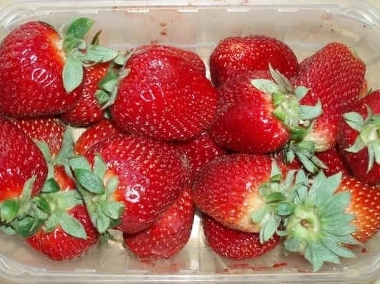 Come coltivare l'uva fragola