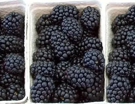 Domanda: Rovo con puntini gialli