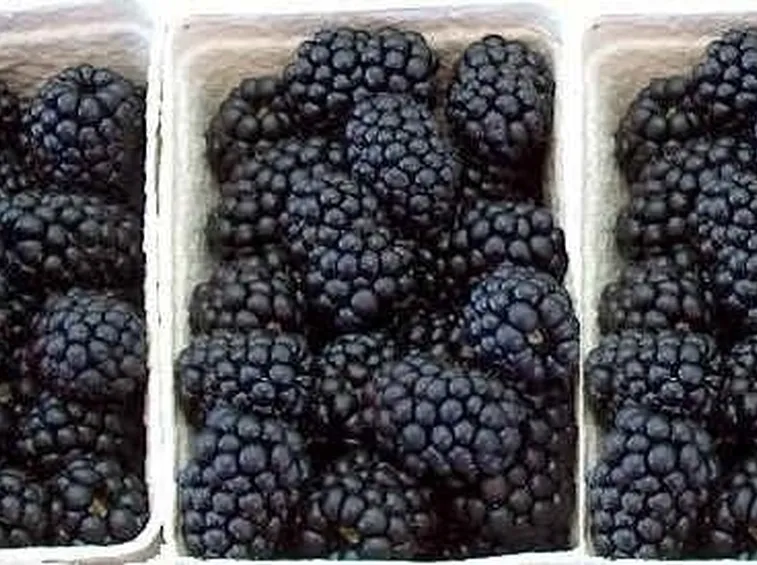 Domanda: Rovo con puntini gialli