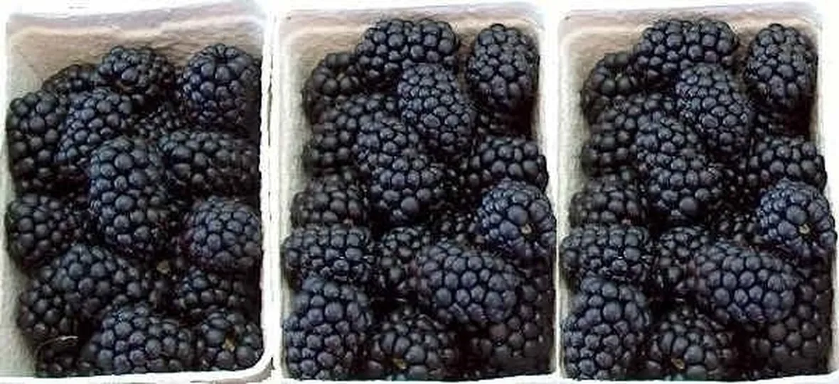 Domanda: Rovo con puntini gialli