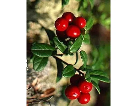 Mirtillo