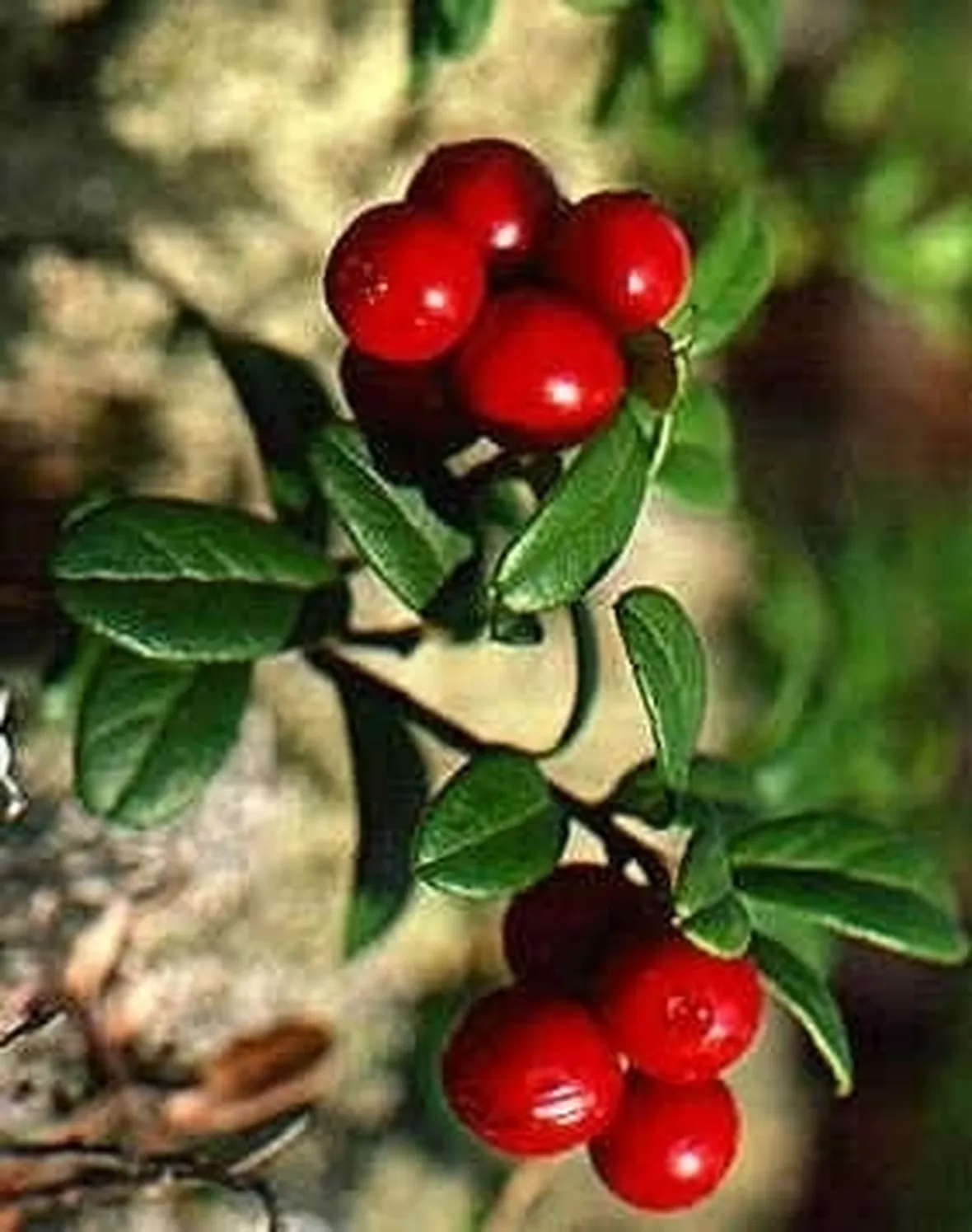 Mirtillo