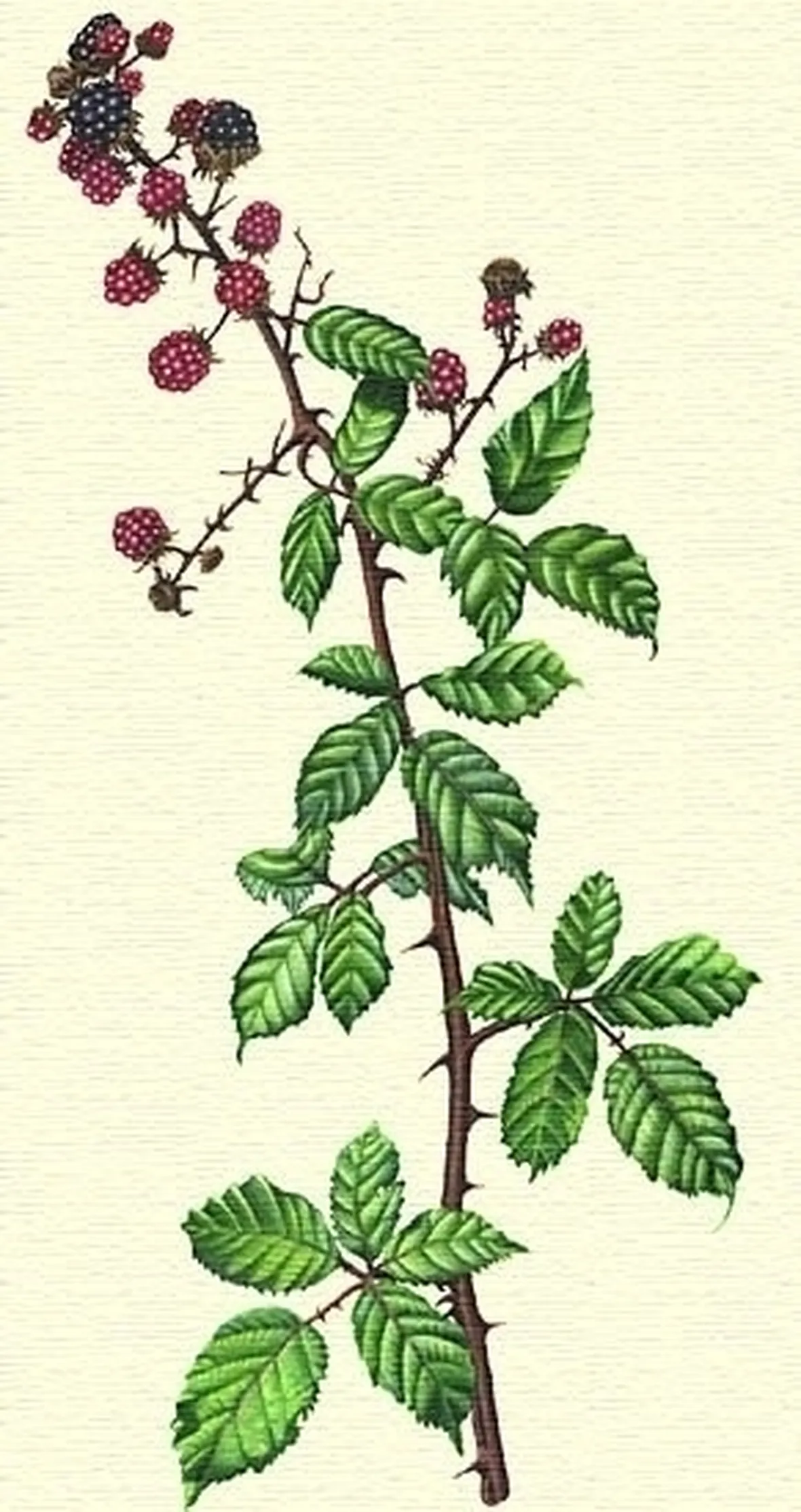 Parassiti e malattie