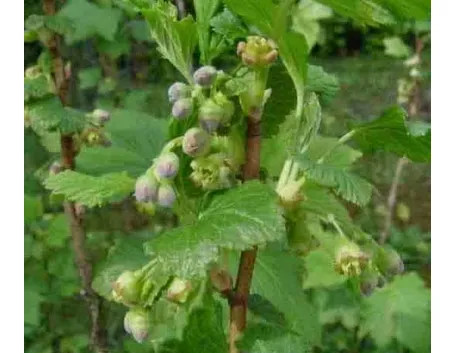 Ribes nero-3
