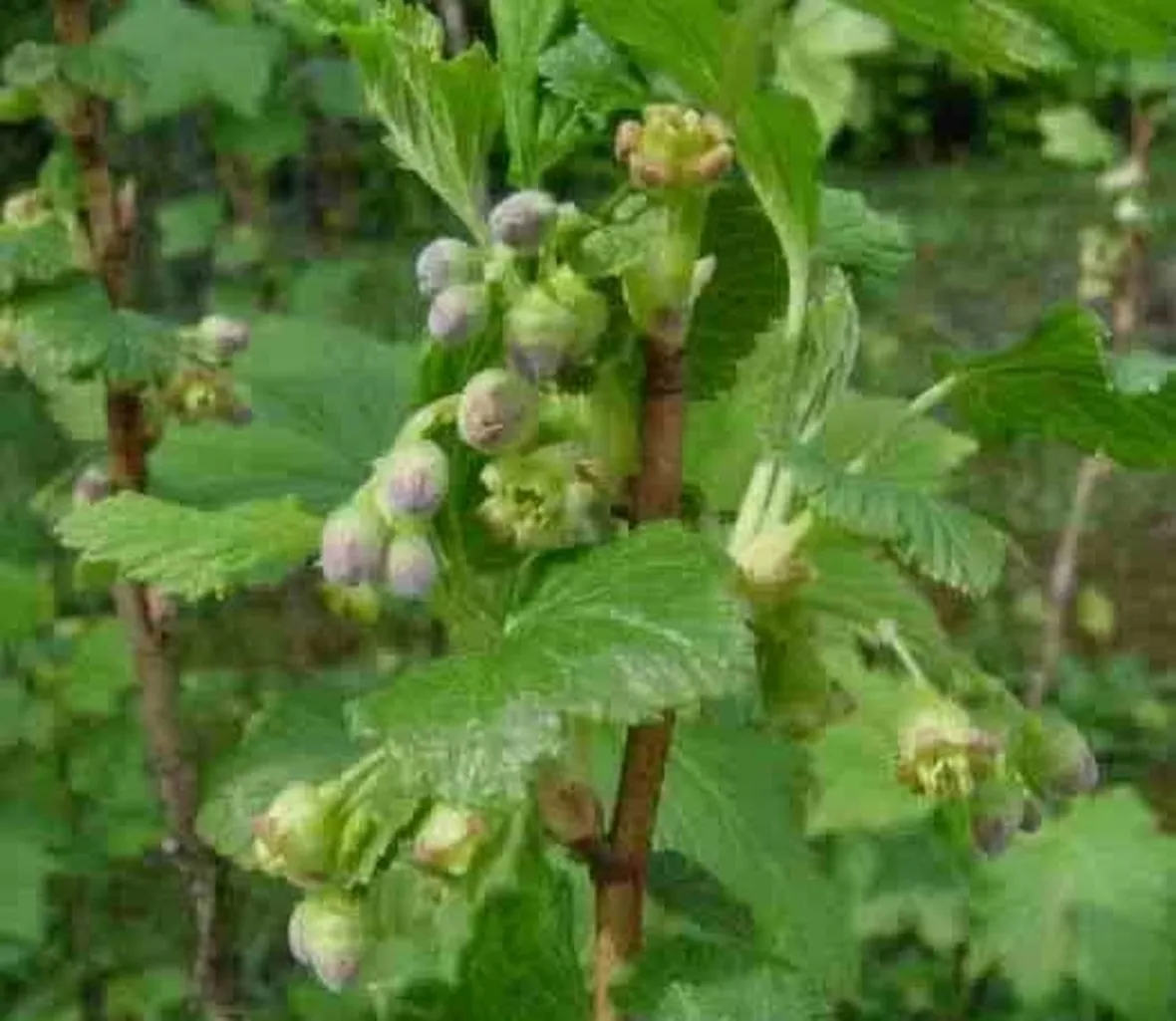 Ribes nero-3