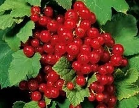 Ribes nero-4