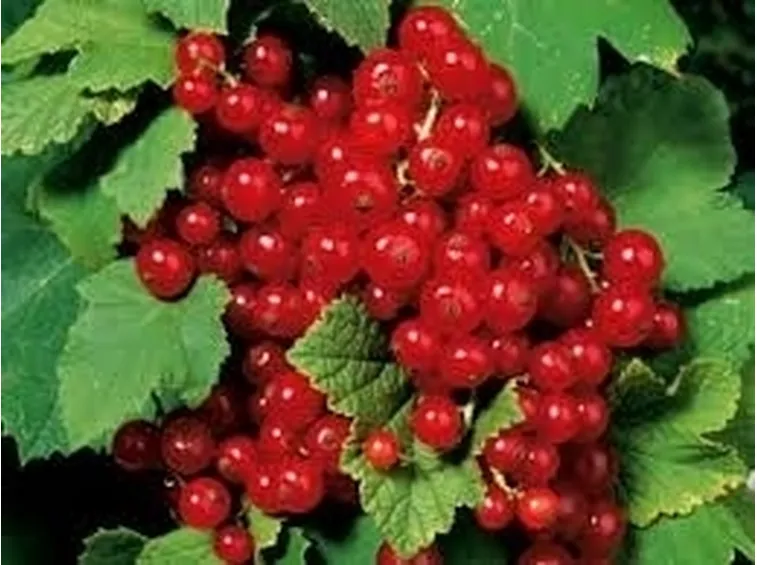 Ribes nero-4