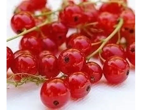 Ribes nero-5