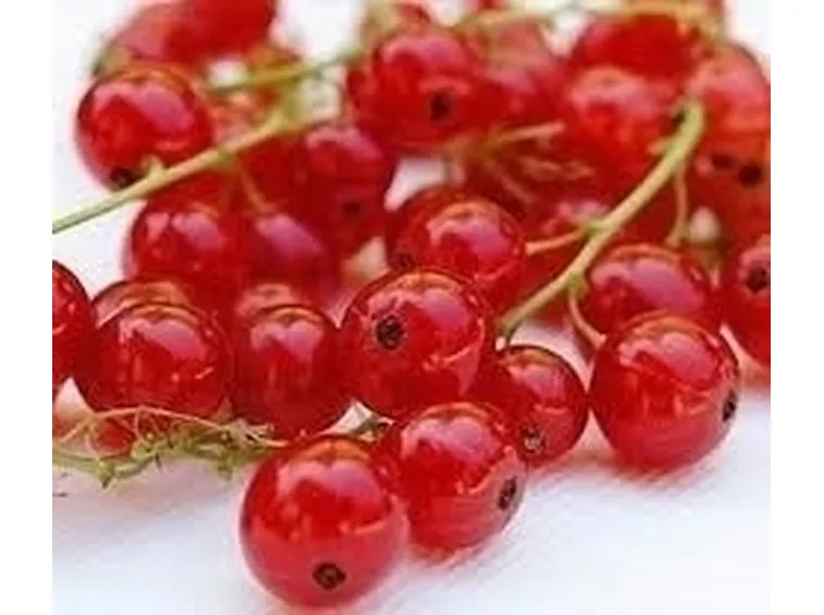 Ribes nero-5
