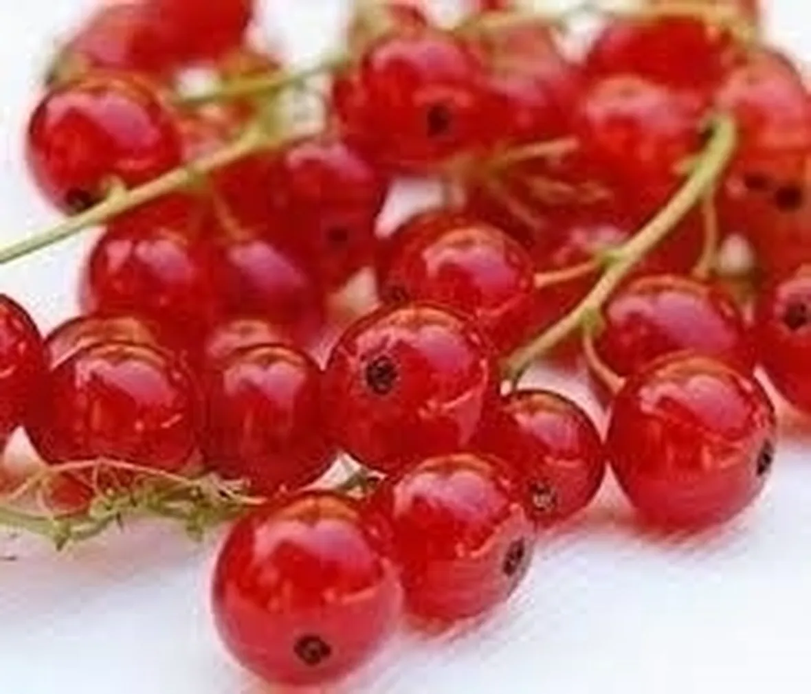 Ribes nero-5