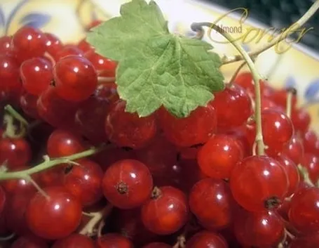 Ribes nero-6
