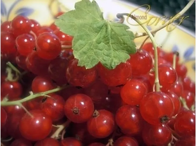 Ribes nero-6
