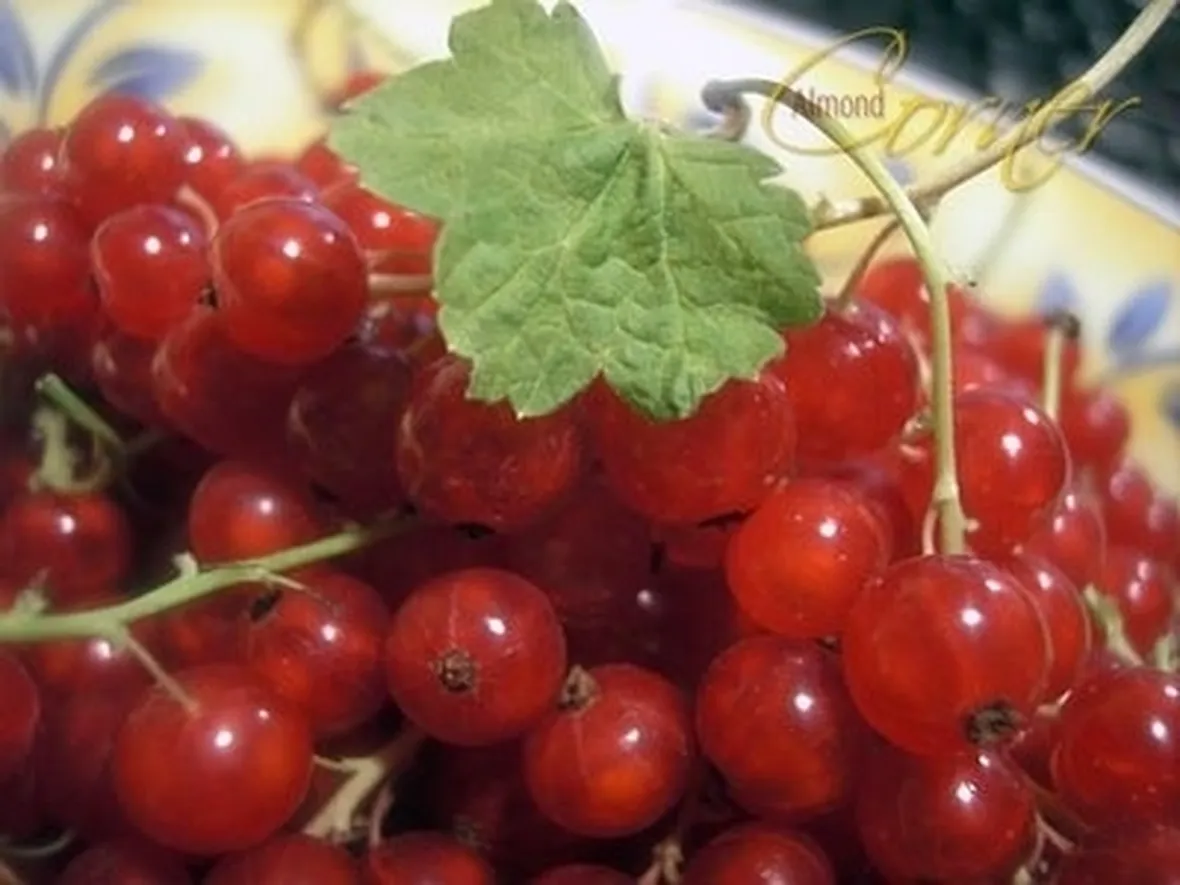Ribes nero-6