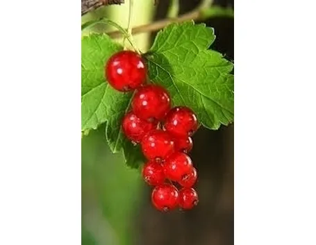 Ribes nero-7