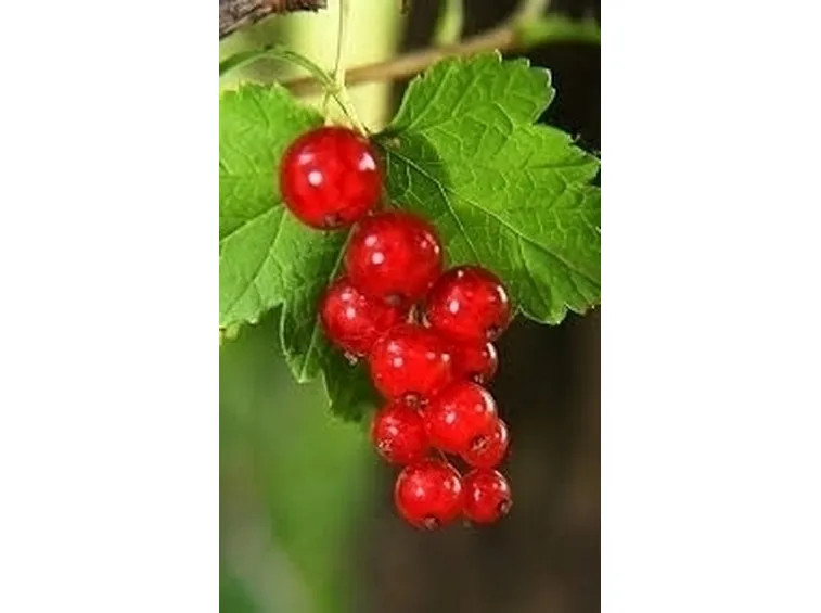 Ribes nero-7