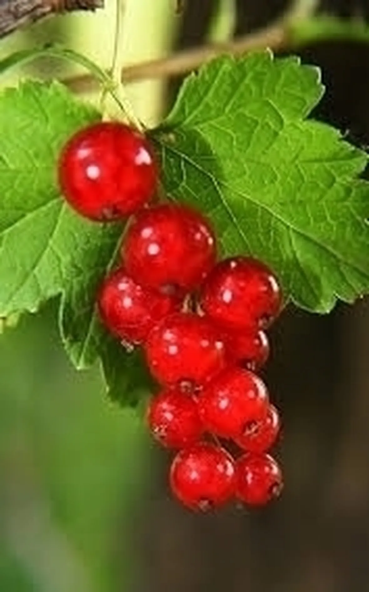 Ribes nero-7