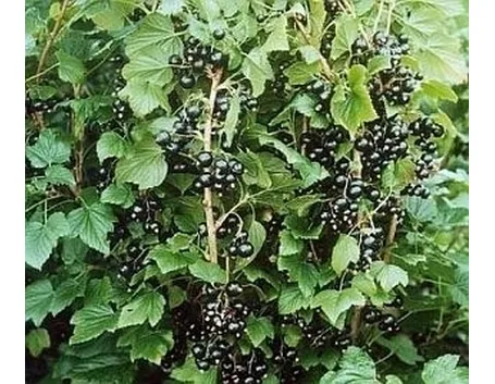 Ribes nero-8