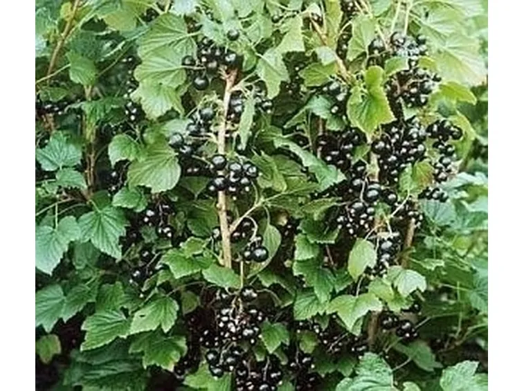 Ribes nero-8