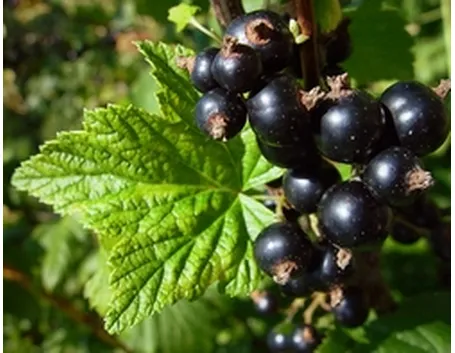 Ribes nero-9