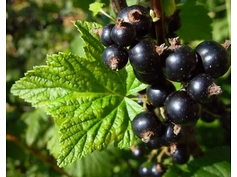 Ribes nero-9