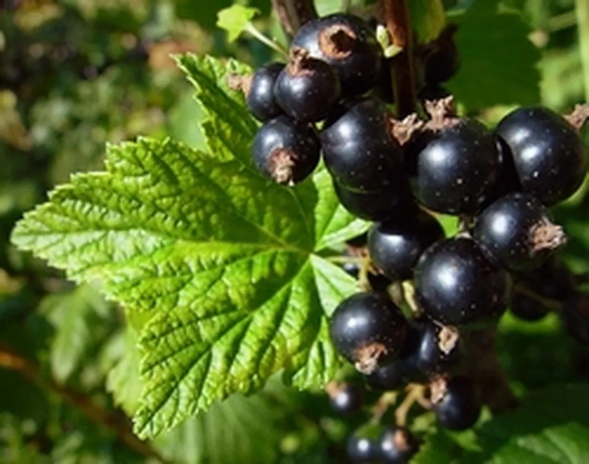 Ribes nero-9
