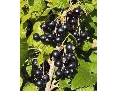 Ribes nero