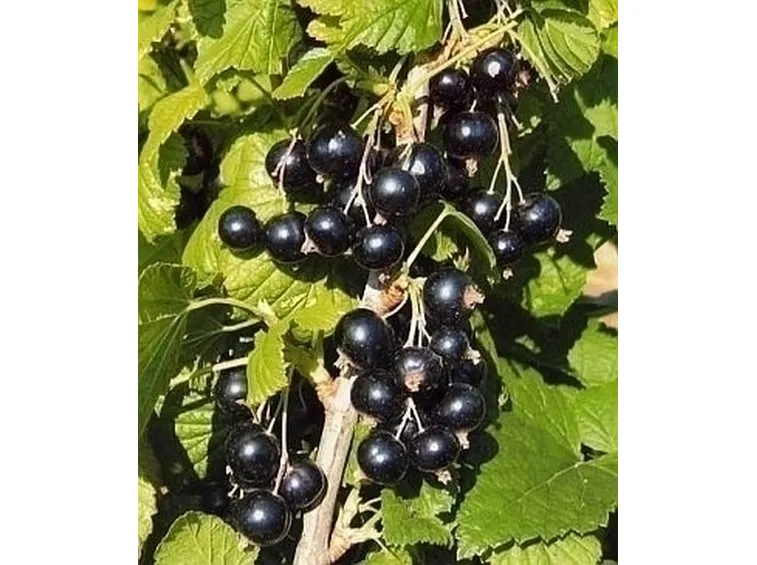 Ribes nero