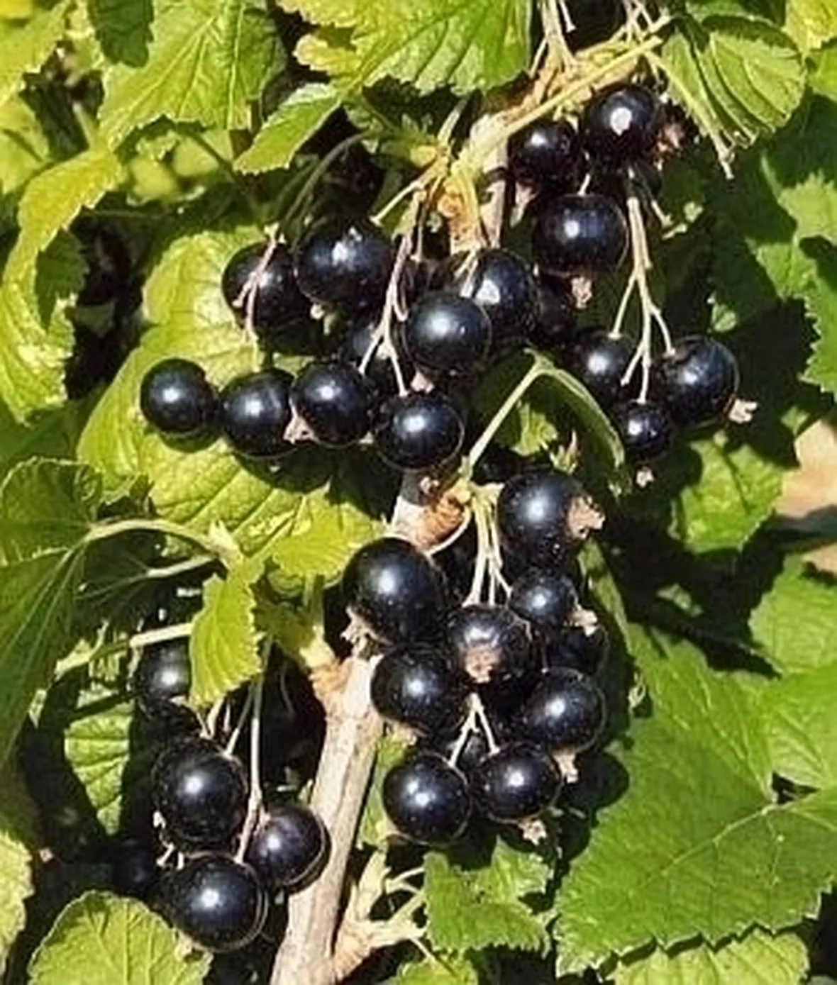 Ribes nero