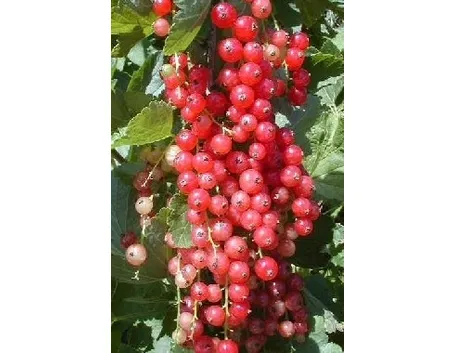 Ribes rosso-1
