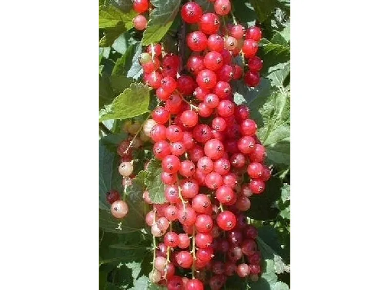 Ribes rosso-1
