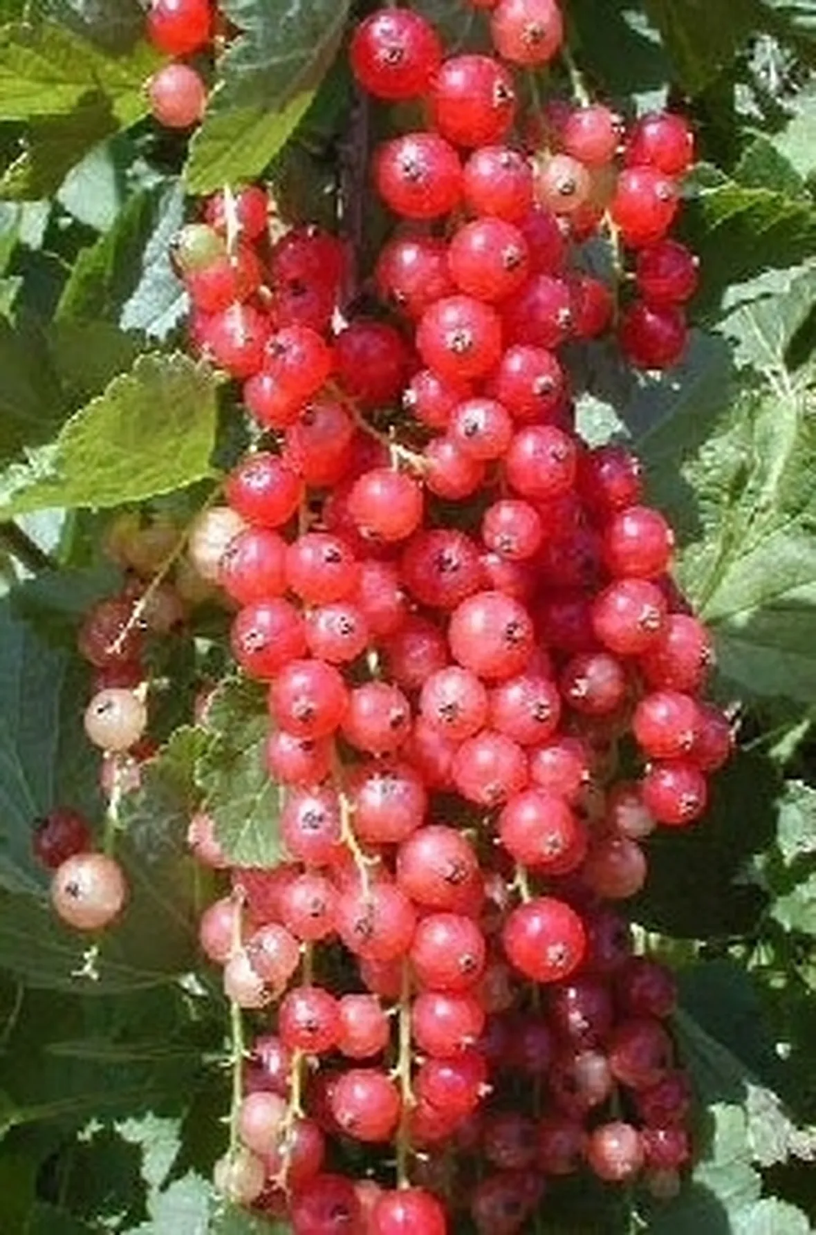 Ribes rosso-1