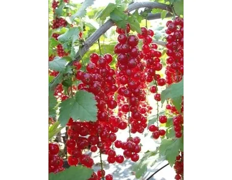 Ribes rosso-2