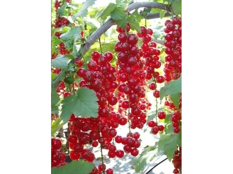 Ribes rosso-2