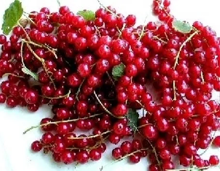 Ribes rosso-3